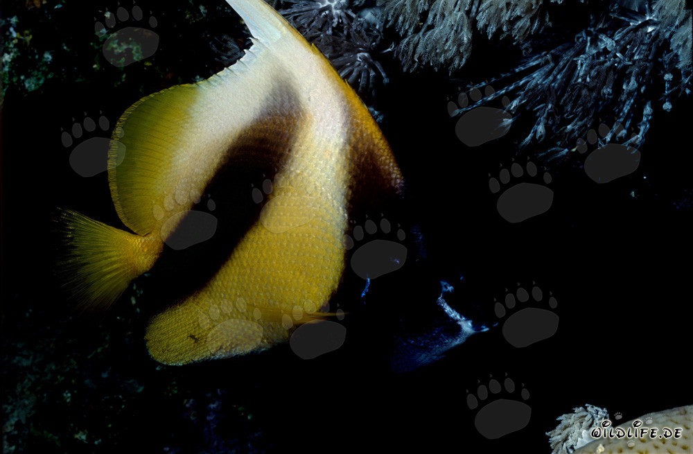 Pez bandera del Mar Rojo (Heniochus intermedius)