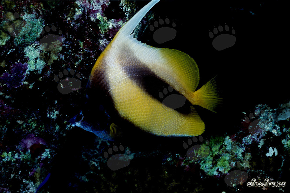 Fascinating Red Sea Bannerfish (Heniochus intermedius)