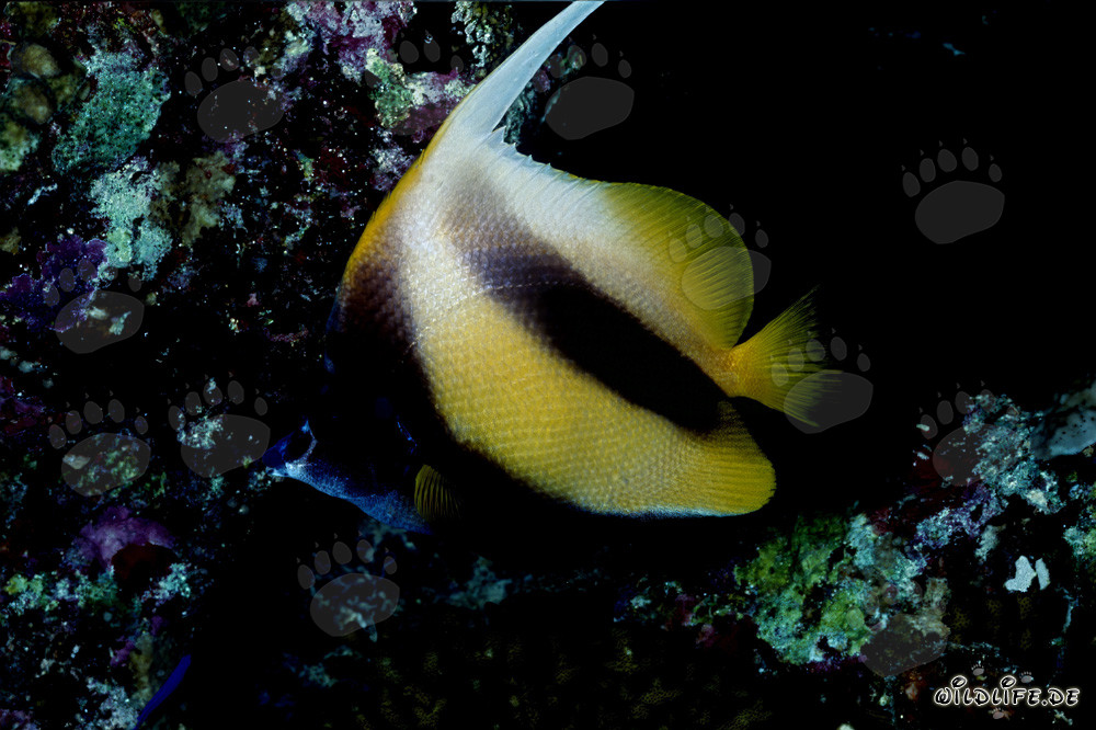 Wimpelfisch