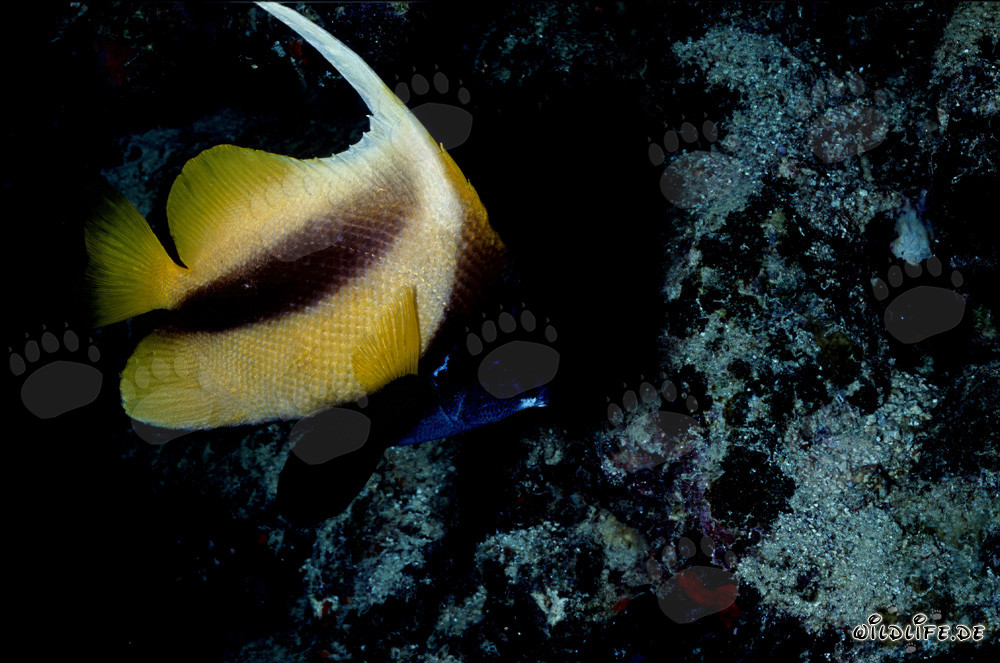 Affascinante pesce bandiera del Mar Rosso nell'acqua blu limpida