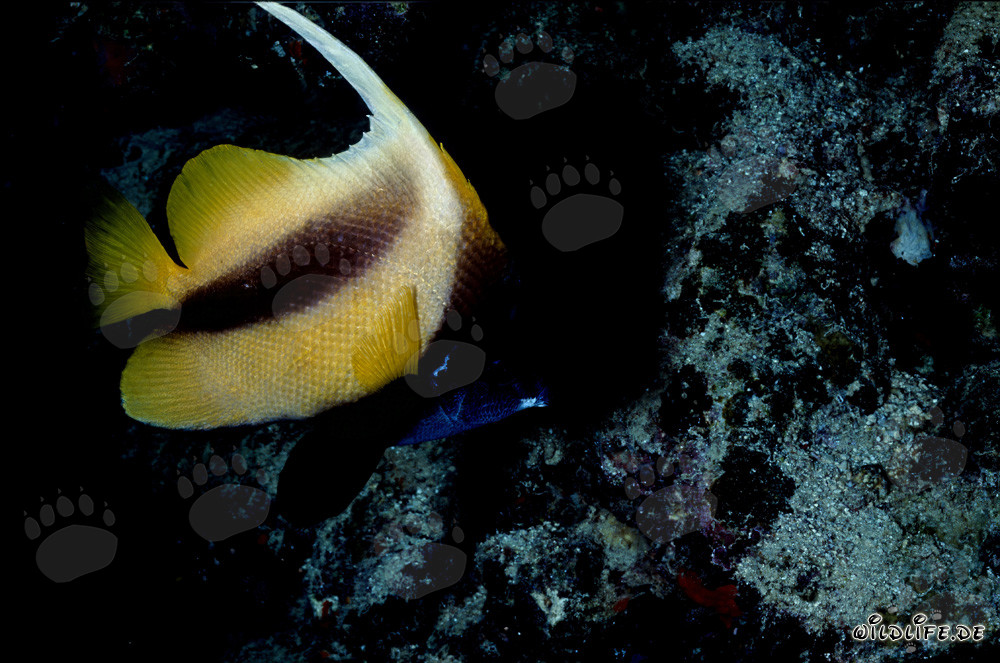 Fascinant poisson-ange du mer Rouge dans l'eau bleue claire
