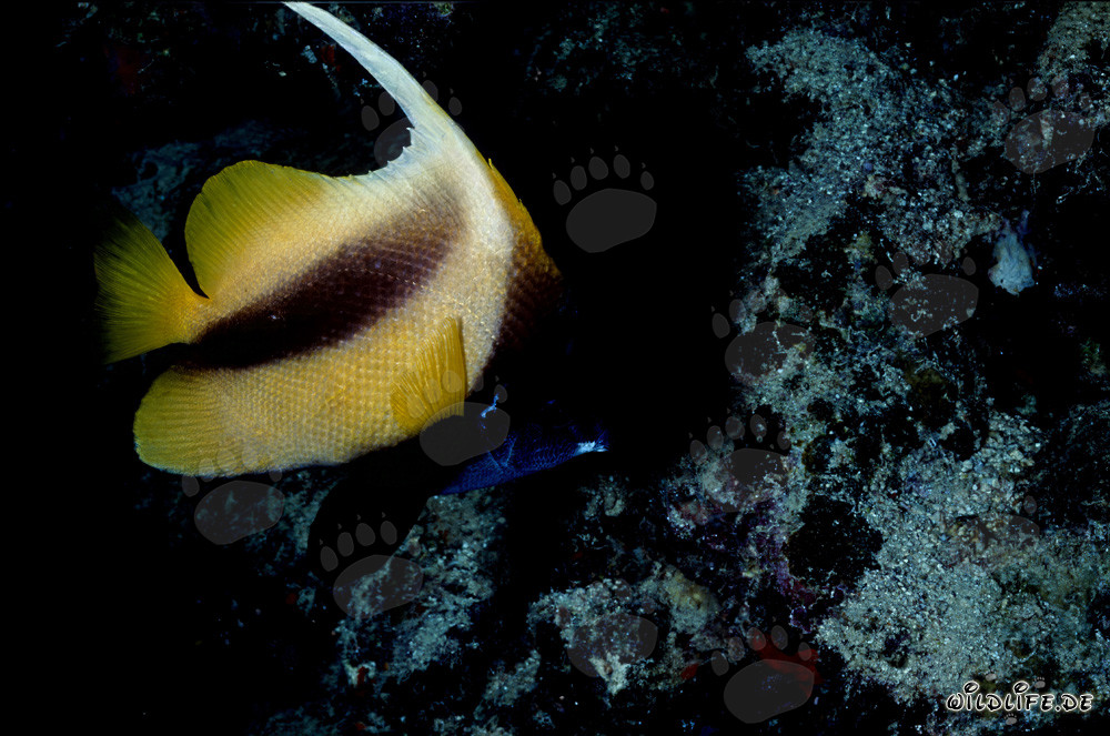 Fascinating Red Sea Bannerfish in crystal clear blue water