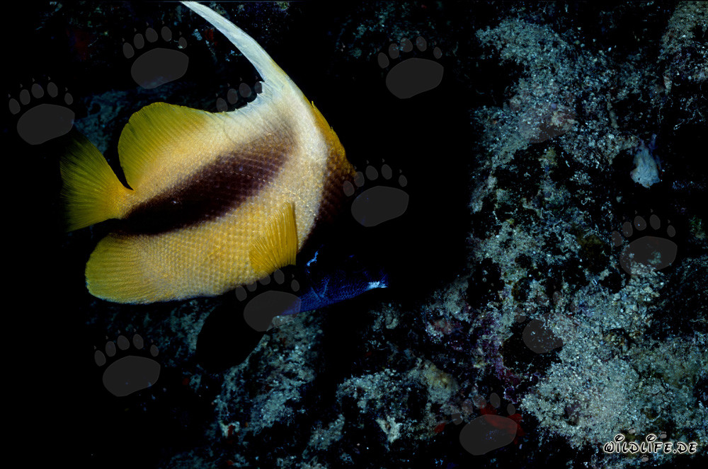 Wimpelfisch