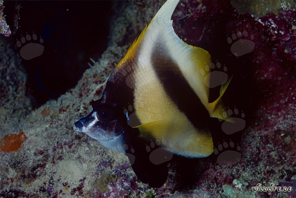 Pesce bandiera del Mar Rosso (Heniochus intermedius)