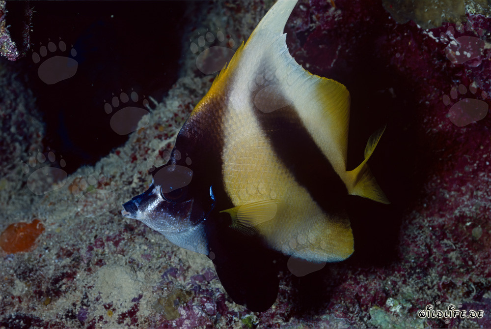 Pez bandera del Mar Rojo (Heniochus intermedius)