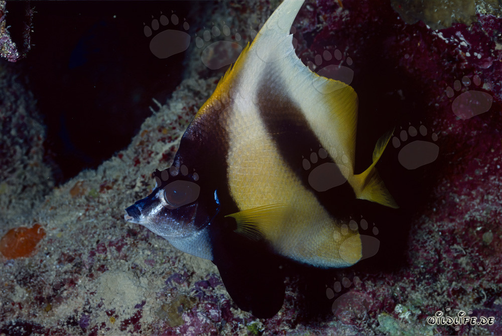 Poisson-bannière de la mer Rouge (Heniochus intermedius)