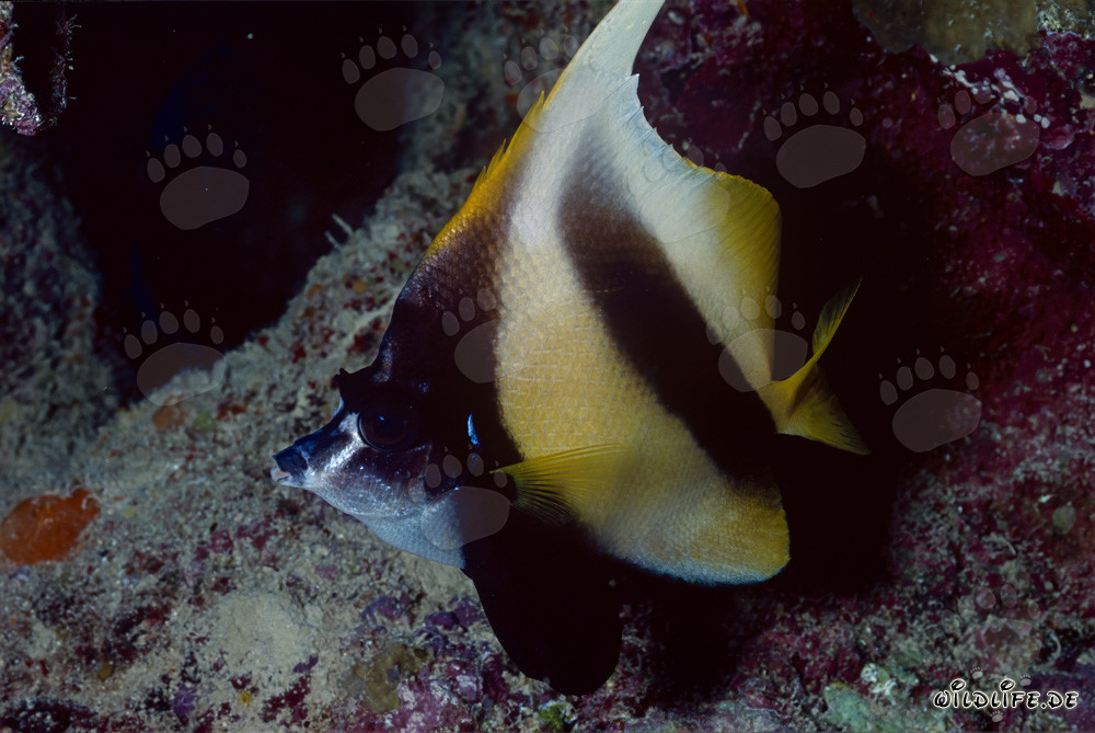 Red sea bannerfish (Heniochus intermedius)