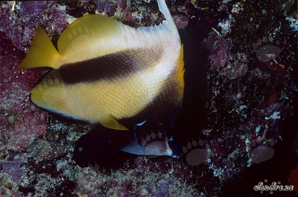 Poisson-ange-bander d'exception de la mer Rouge (Heniochus intermedius) dans les eaux de Ras Mohammad
