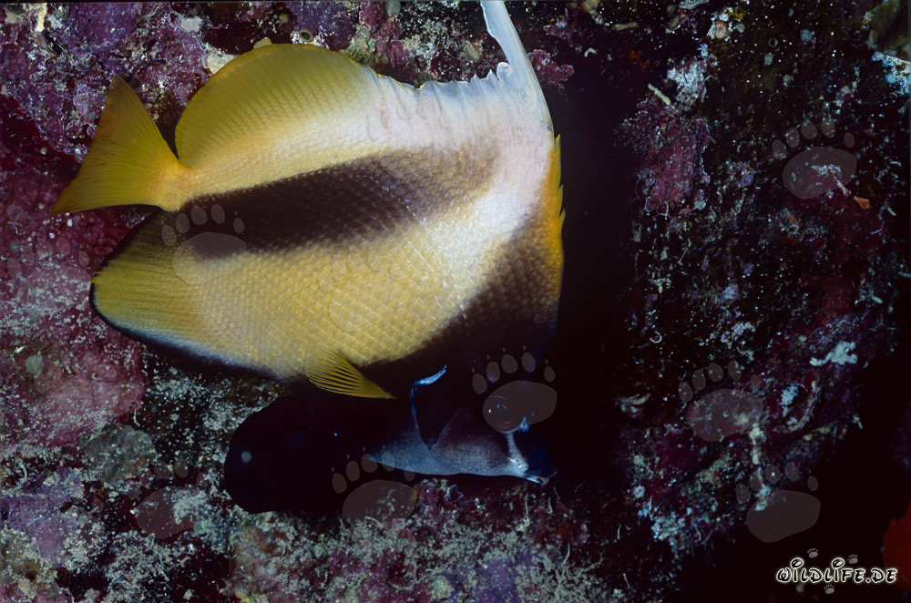 Fascinating Red Sea Bannerfish (Heniochus intermedius) in the waters of Ras Mohammad