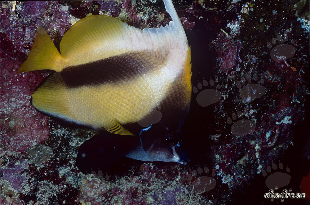 Wimpelfisch