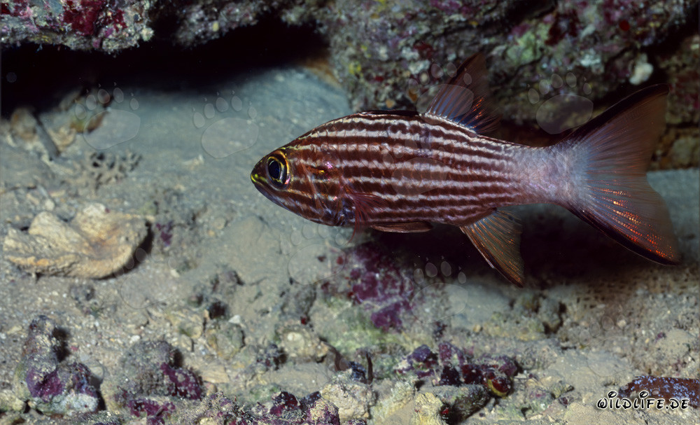 Poisson-cardinal tigre à Ras Mohammad, Égypte
