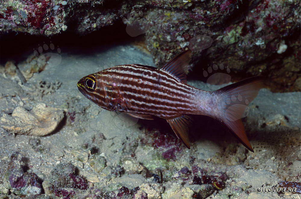 Large Toothed Cardinalfish in the Red Sea