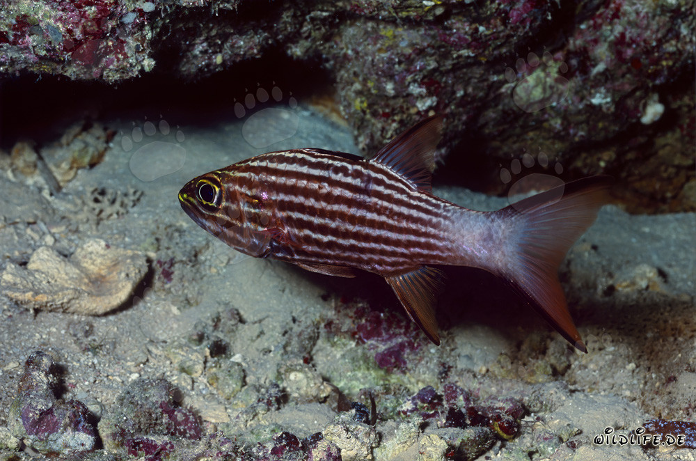 Pesce cardinale tigre nel Mar Rosso