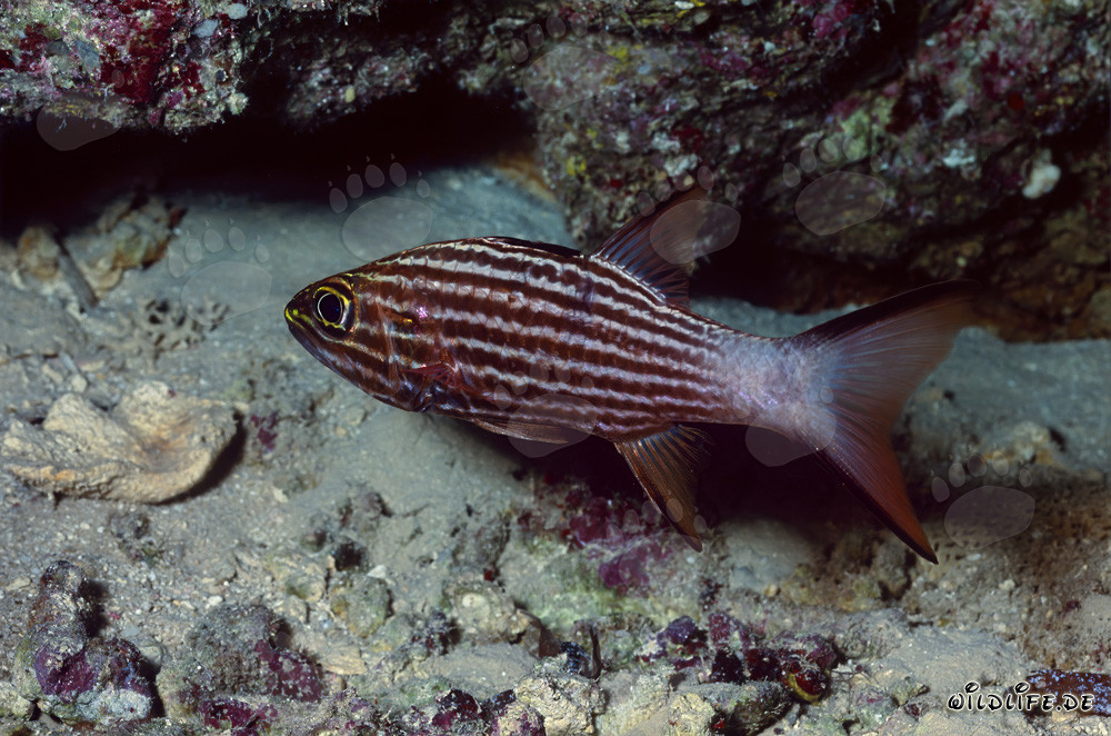 Pez cardenal tigre en el Mar Rojo