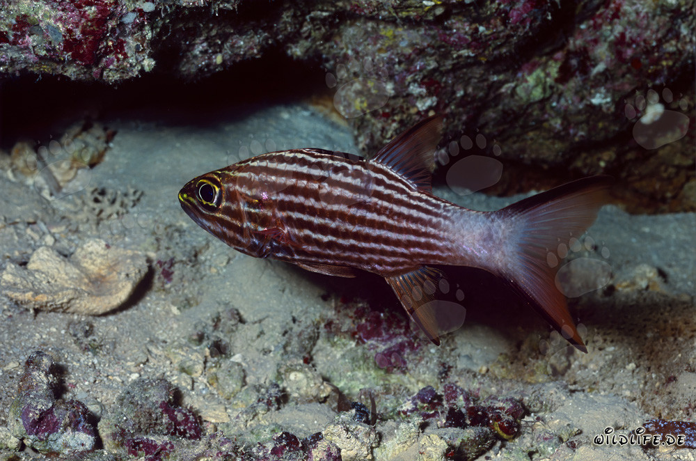 Poisson cardinal-tigre dans la mer Rouge