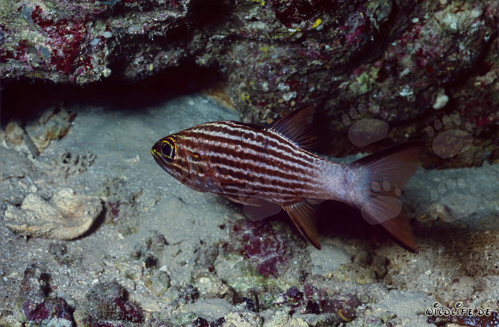 Large Toothed Cardinalfish in the Waters of Ras Mohammad, Sinai, Egypt