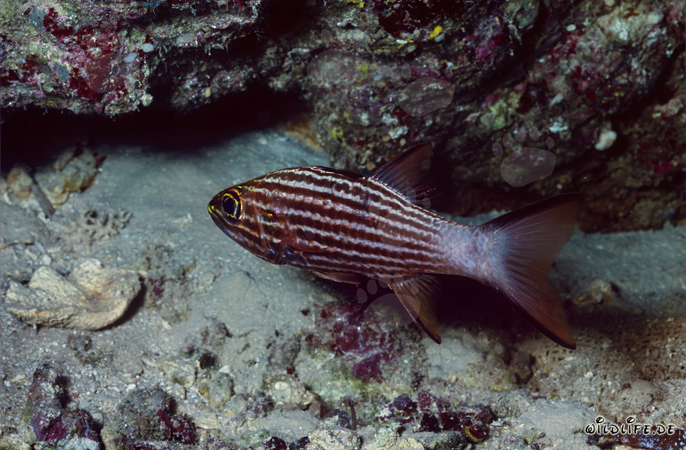 Poisson-cardinal tigre dans les eaux de Ras Mohammad, Sinaï, Égypte