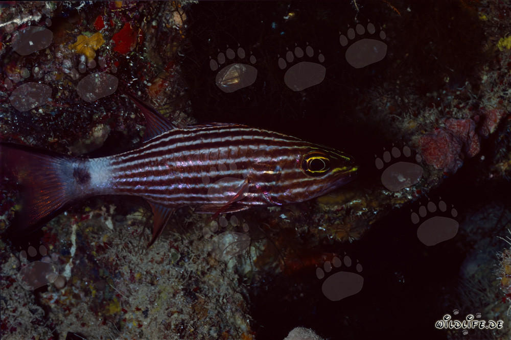 Fascinant Cardinal de loup dans la Mer Rouge