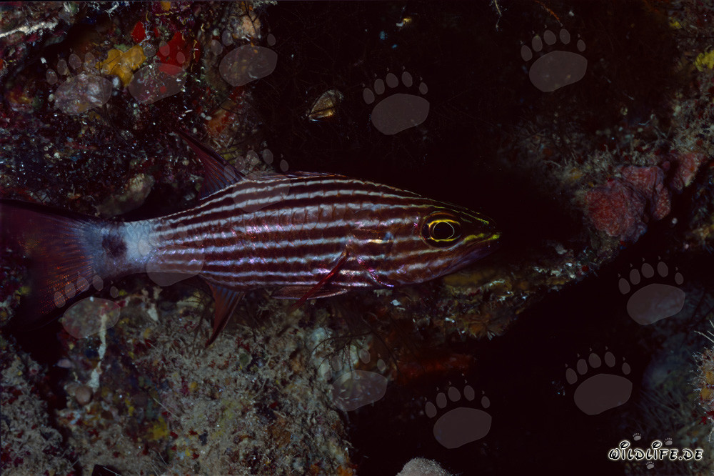 Affascinante Pesce Cardinale del lupo nel Mar Rosso