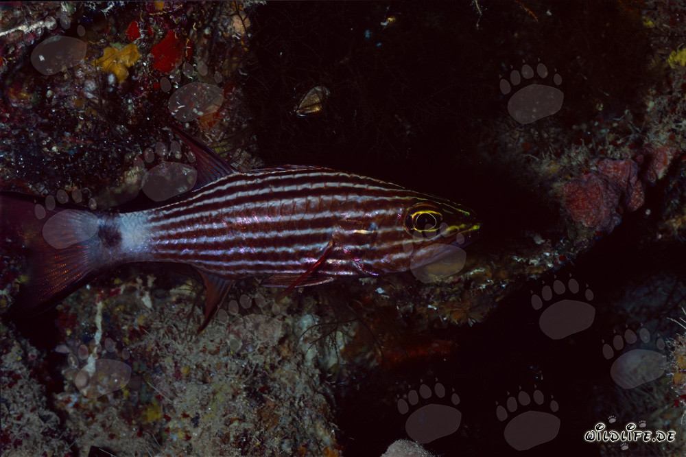 Fascinating Wolf Cardinalfish in the Red Sea