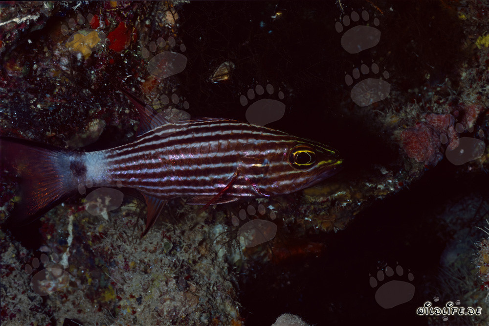 Tiger Kardinalfisch