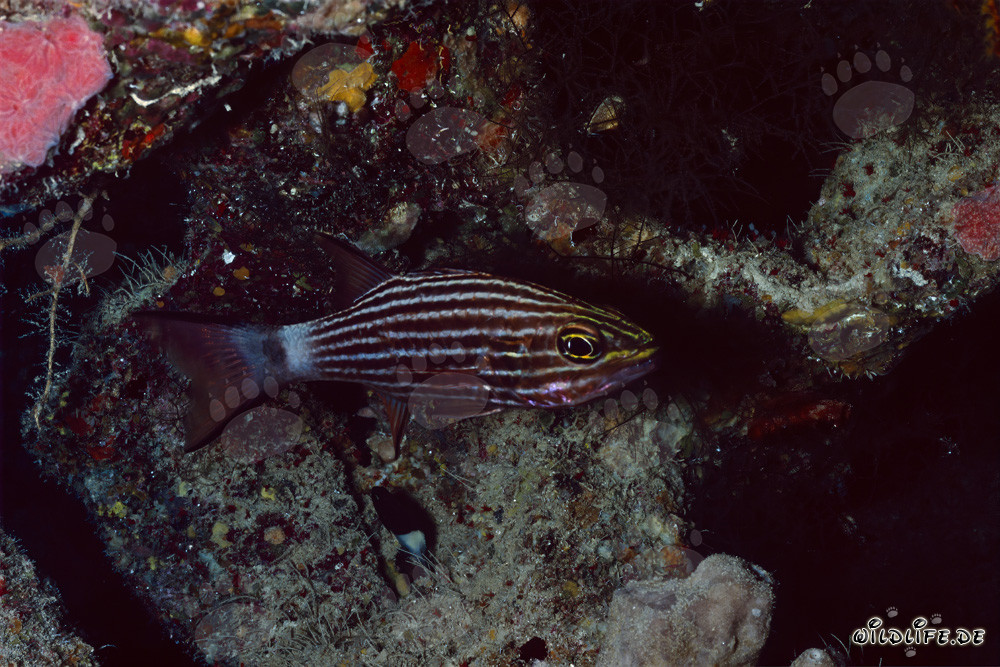 Affascinante pesce cardinale lupo nel Mar Rosso