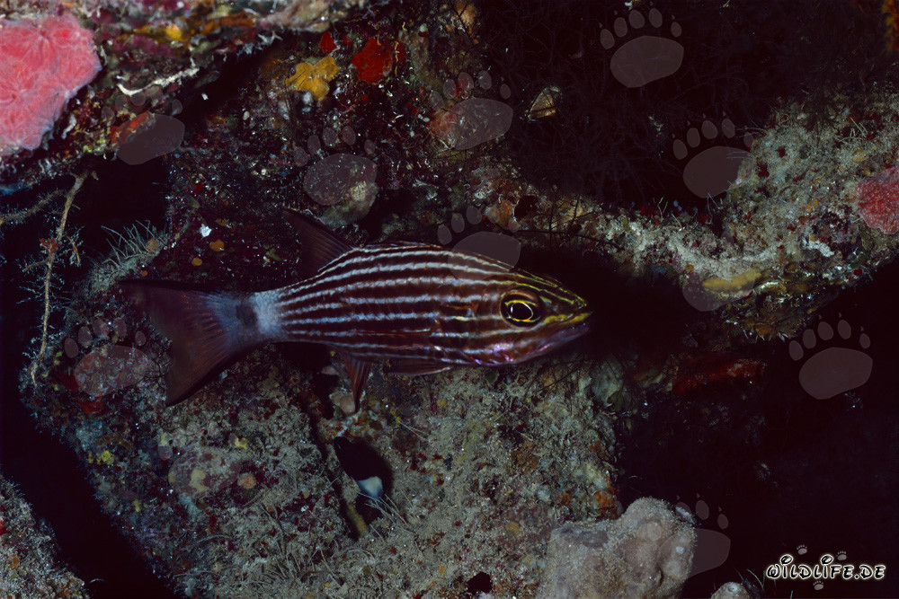 Fascinante pez cardenal lobo en el Mar Rojo