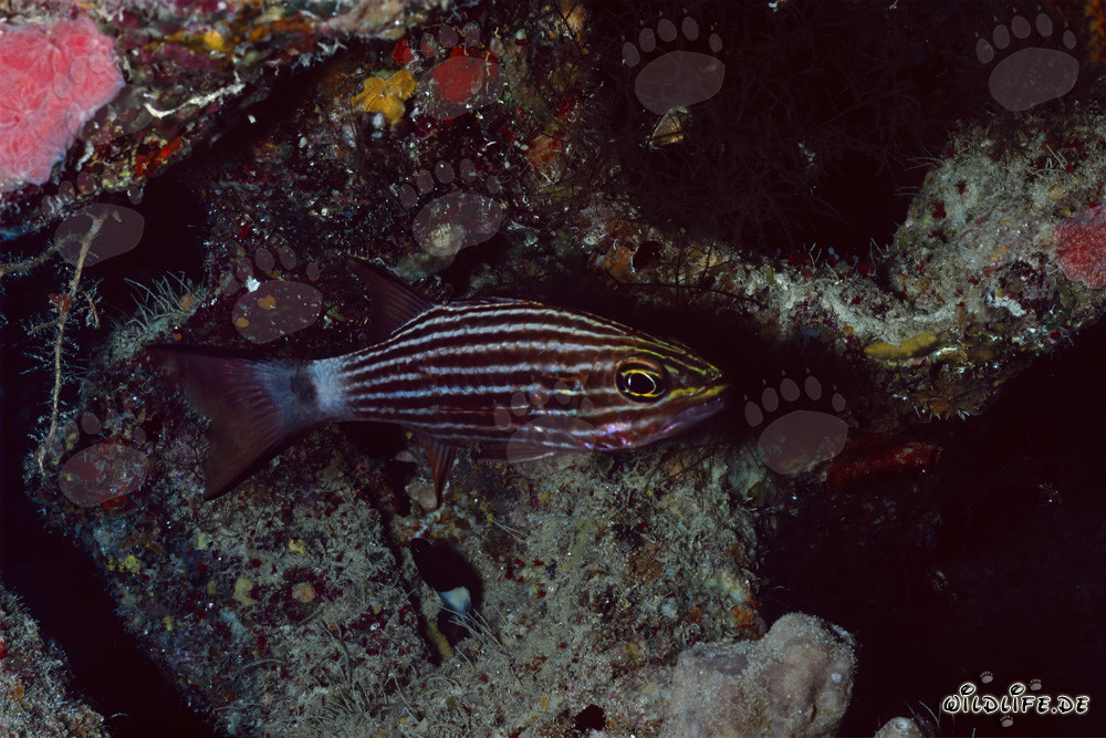 Fascinant poisson cardinal loup dans la mer Rouge