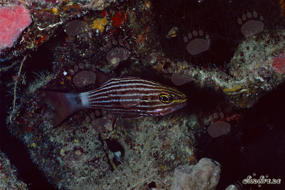 Fascinating Wolf Cardinalfish in the Red Sea