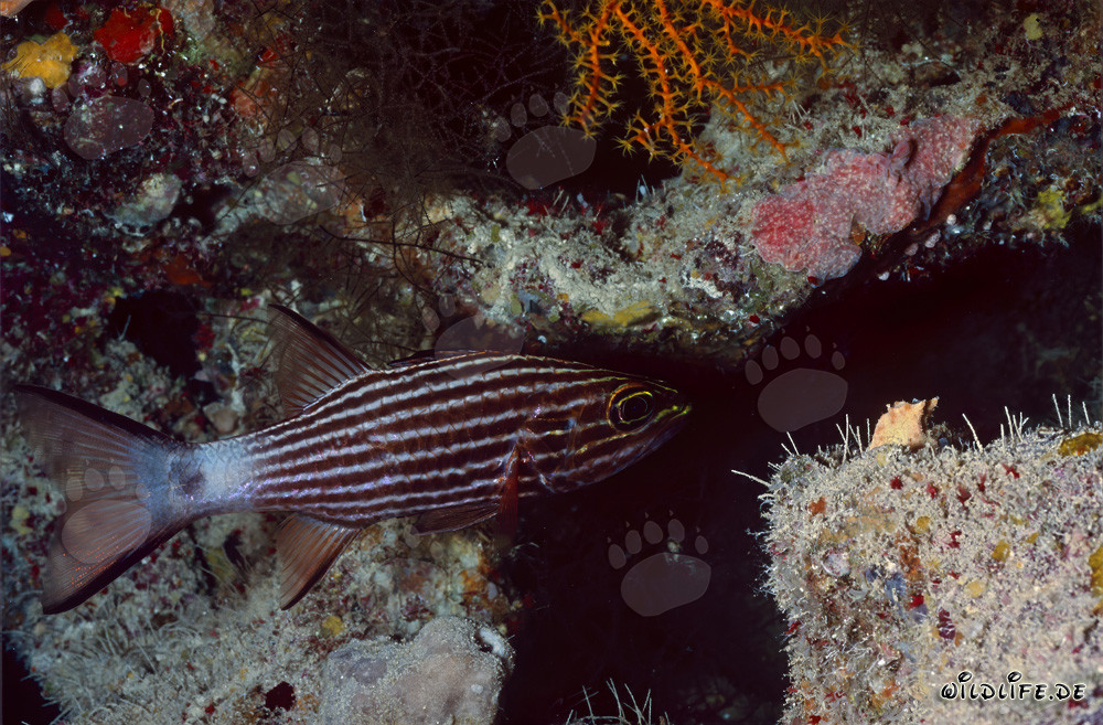 Affascinante pesce cardinale lupo nel Mar Rosso