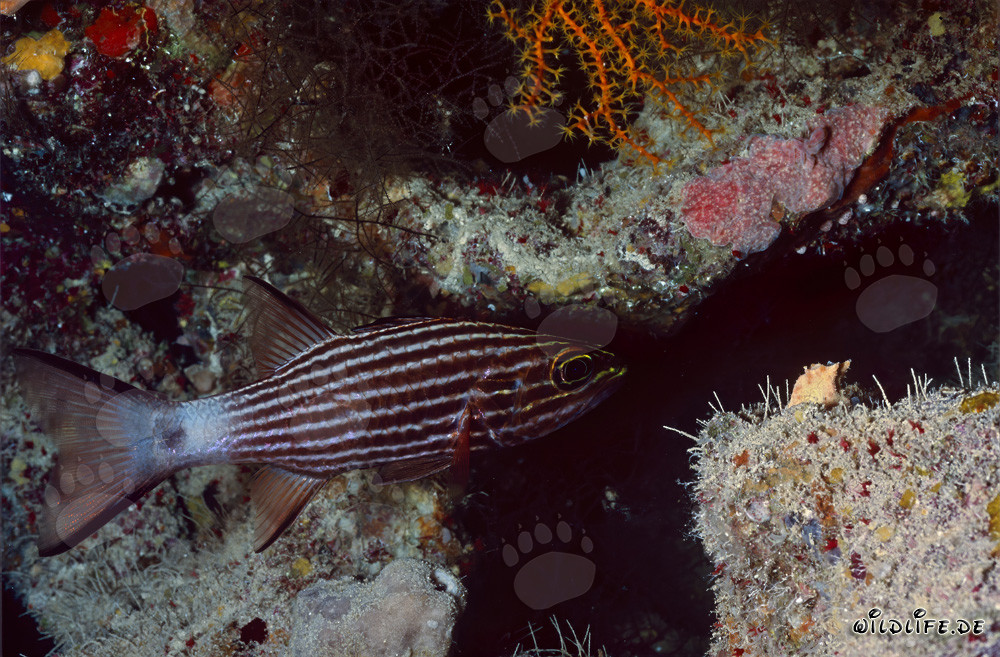 Fascinant poisson cardinal loup dans la mer Rouge