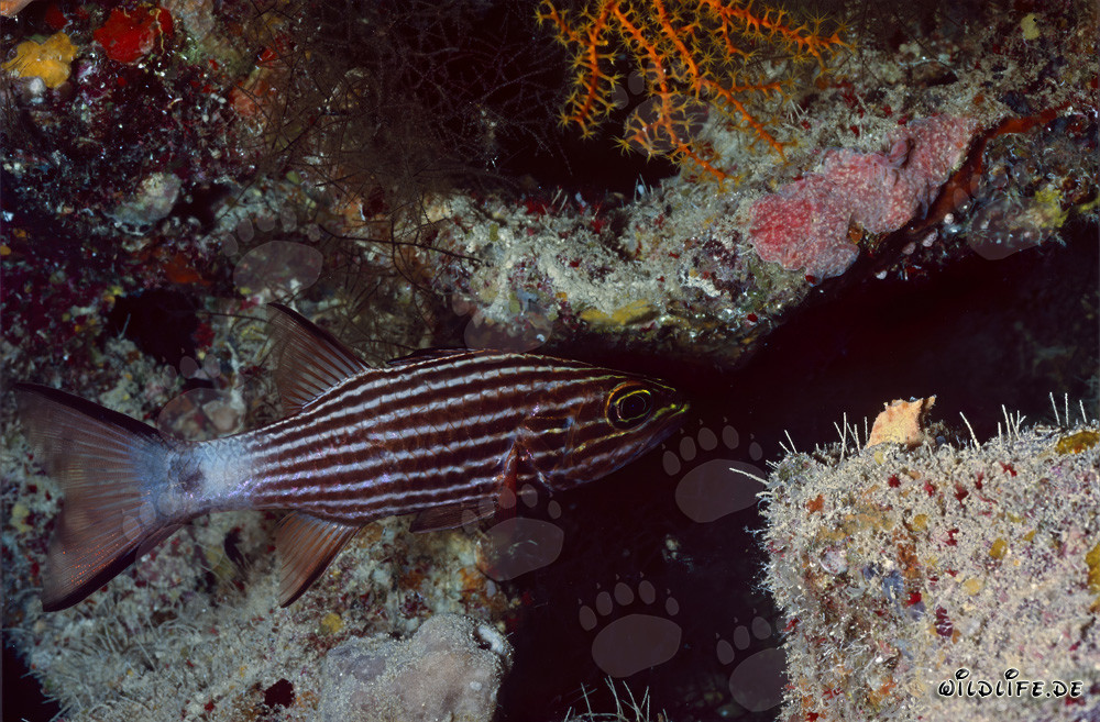 Fascinating Wolf Cardinalfish in the Red Sea
