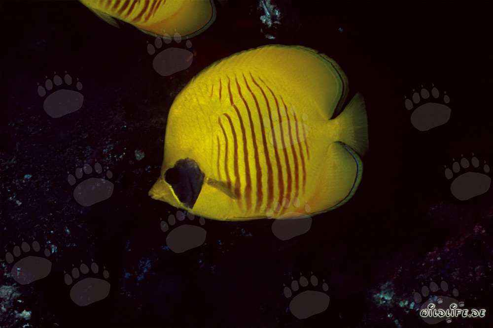 Vibrant Masked Butterflyfish (Chaetodon semilaryatus) in the Reef of the Red Sea