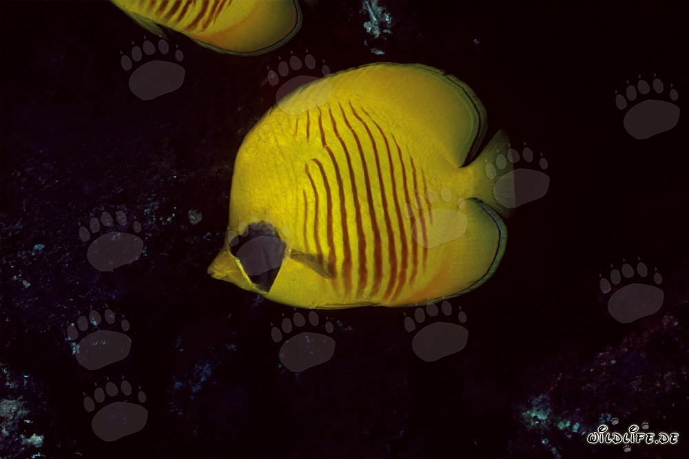 Falterfisch