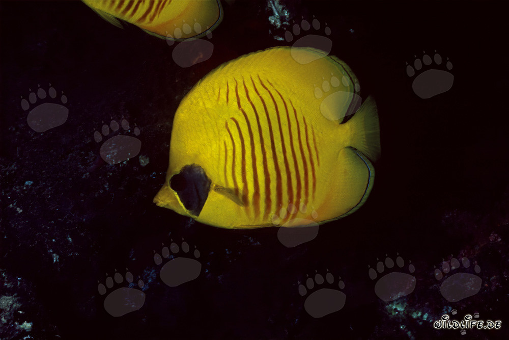 Ritratto vivente del pesce farfalla mascherato (Chaetodon semilaryatus) nel Mar Rosso
