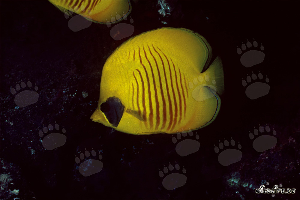 Vivo retrato del pez mariposa máscara (Chaetodon semilaryatus) en el Mar Rojo
