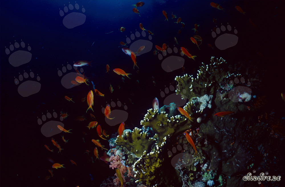Fascinant Anthias et Corail de Feu lumineux en Mer Rouge