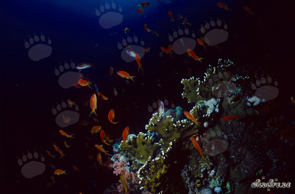 Fascinating jewel fairy basslet and vibrant fire coral in the Red Sea