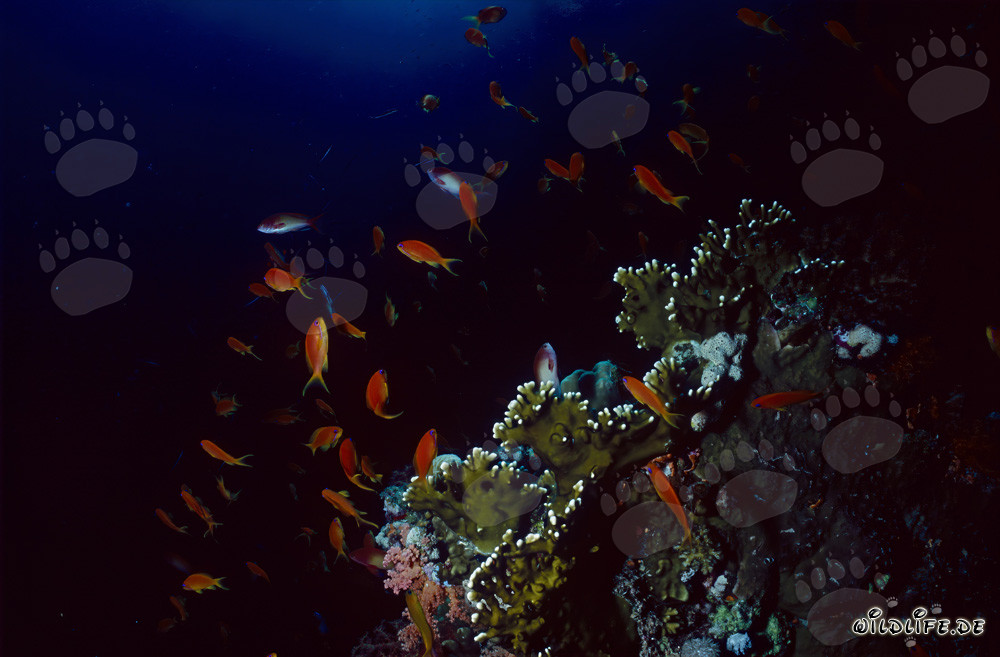 Fascinante Pesce Bandiera di Gioia e Corallo di Fuoco Luminoso nel Mar Rosso