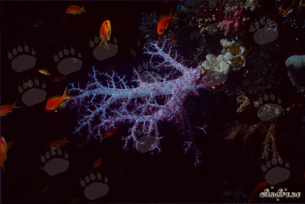 Corail mou vibrant et poissons-anges joyeux et colorés dans la mer Rouge