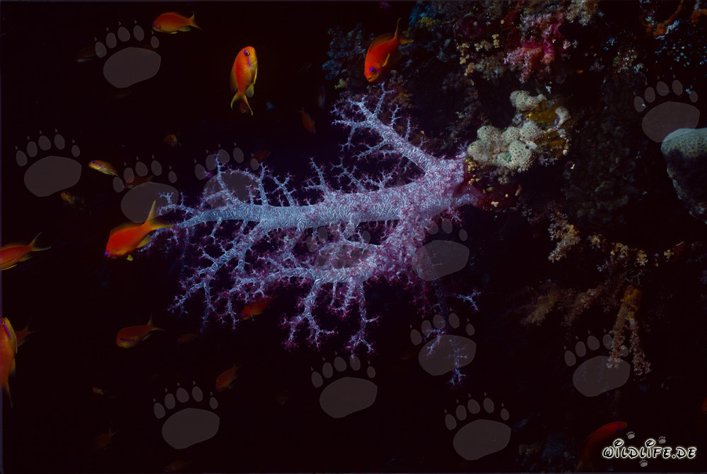 Coral suave vibrante y peces ángel coloridos y alegres en el mar Rojo