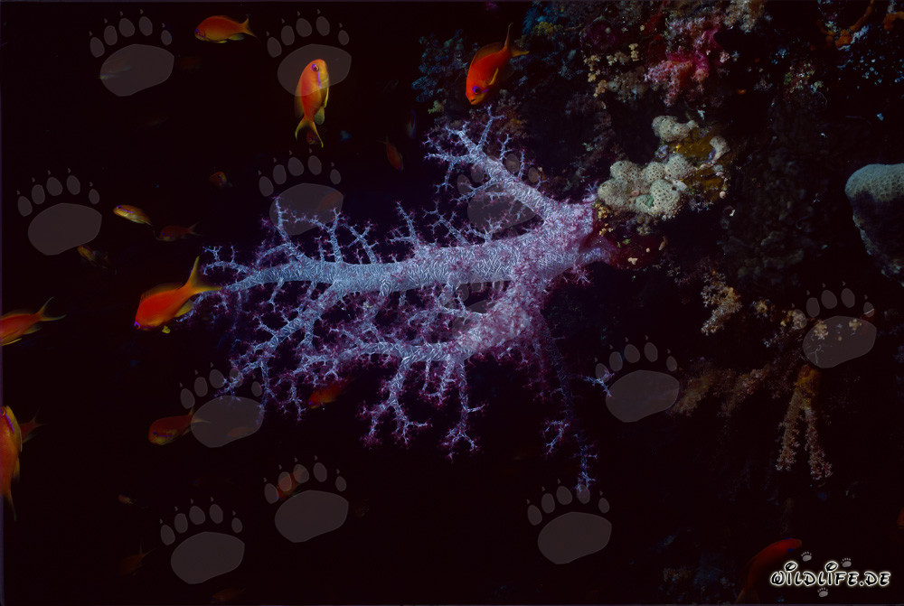 Vibrant soft coral and colorful jewel fairy basslets in the Red Sea