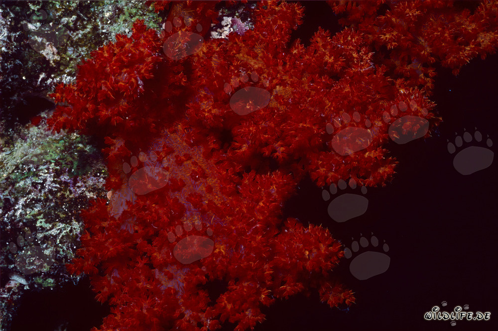 Corail mou doux intense rougeoyant dans le lagon de Beqa, Fidji