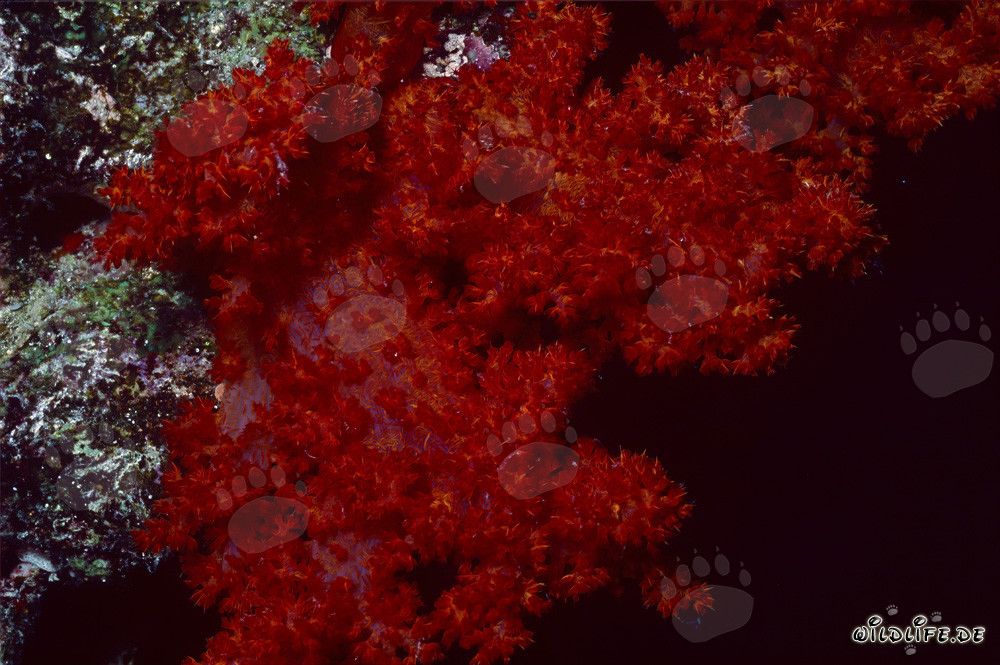 Coral suave intenso de color rojo brillante en el lago de Beqa, Fiyi