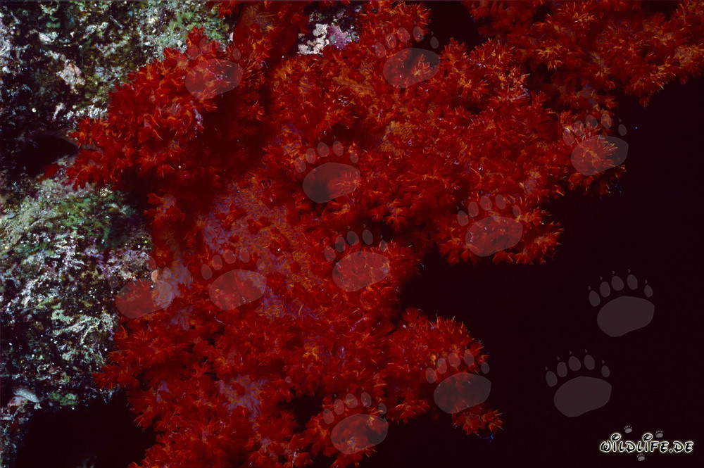 Corallo morbido intenso rosso brillante nel lago di Beqa, Figi