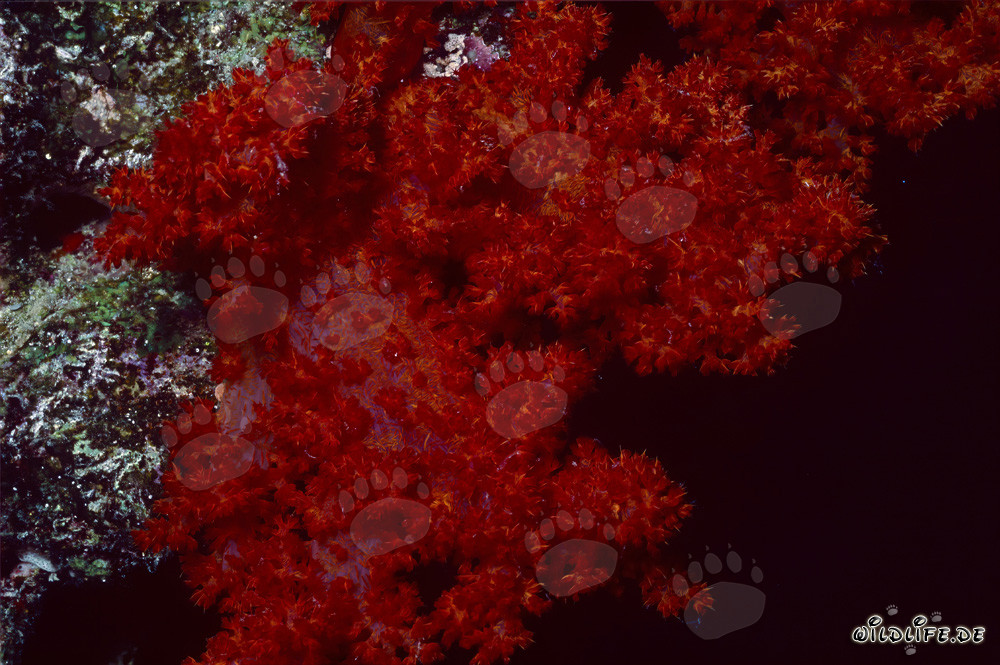 Vibrant red soft coral in Beqa Lagoon, Fiji