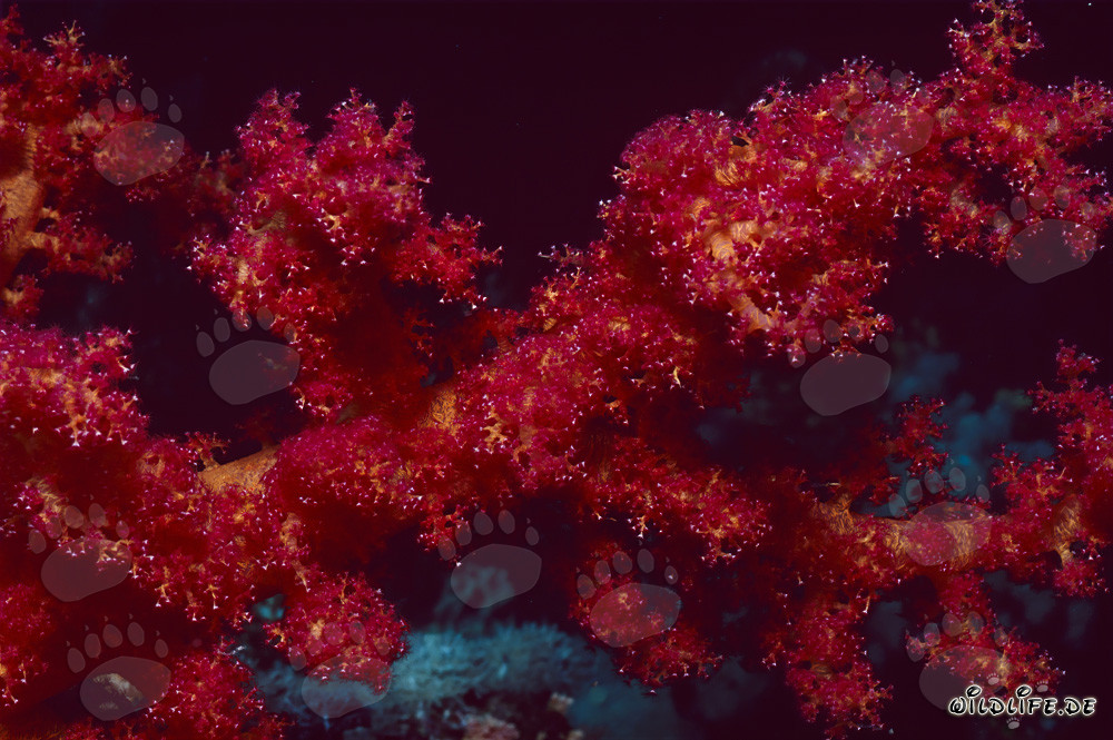 Corail mou rouge intense brillant dans l'eau cristalline