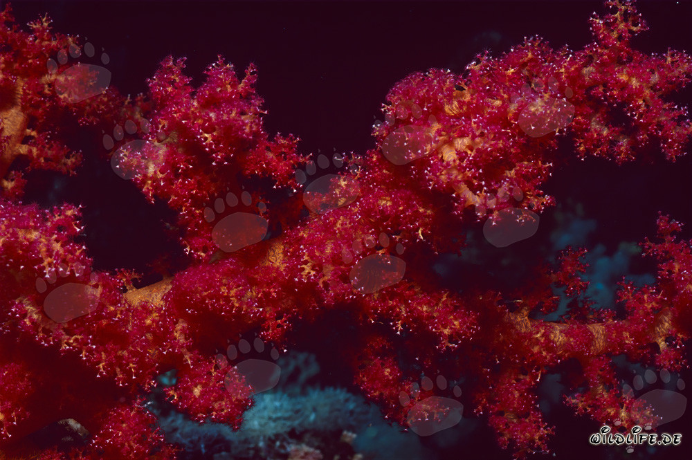 Coral suave rojo intenso brillante en el agua cristalina