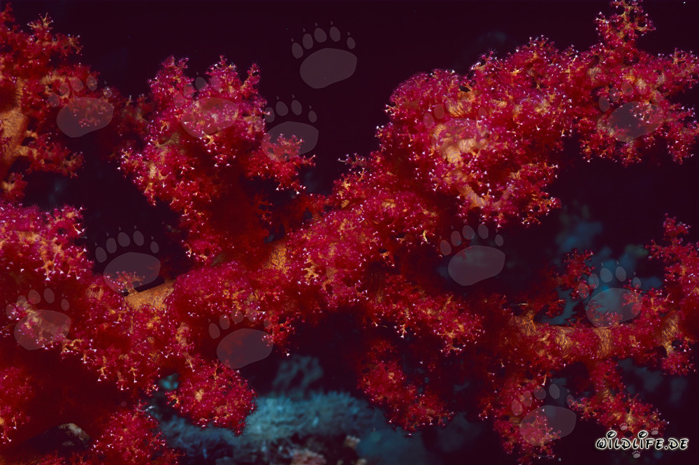 Corallo morbido rosso intenso che brilla nell'acqua cristallina