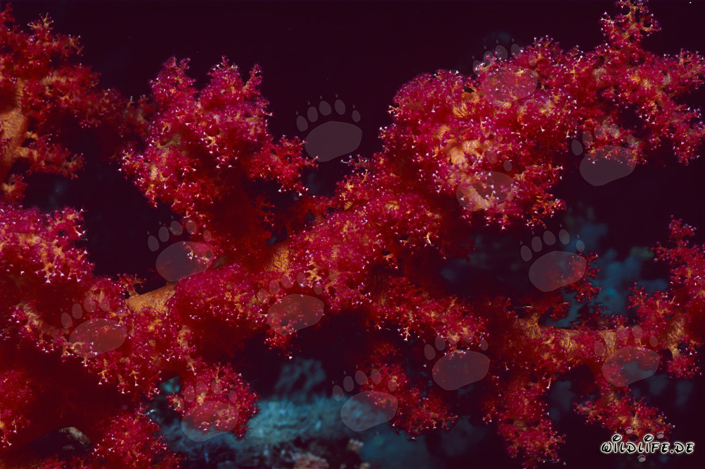 Vibrant red glowing soft coral in crystal clear water